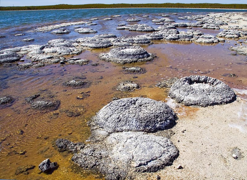 A photo of outcrops of rounded Stromatolite forms in a shallow pool of seawater