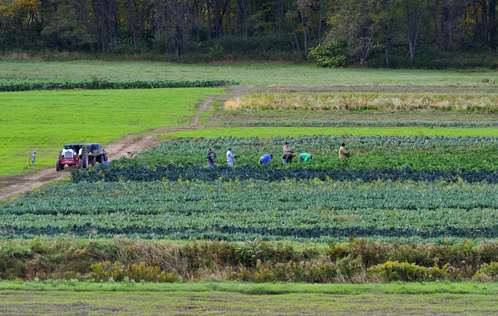 A photo of a farm landscape showing rows of green vegetables growing low to the ground. A group of 7 farm workers are seen amongst the rows standing and stooping. A red farm vehicle stands on a dirt path close to the workers.