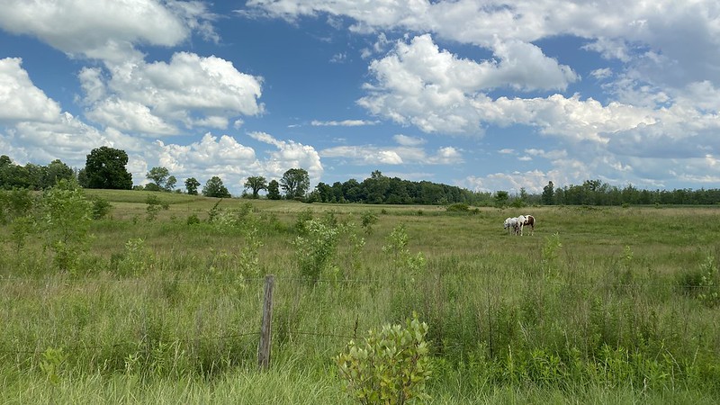 An expansive landscape of green pasture and farmland. A simple wood and wire fence sits in the foreground, and two white and brown spotted horses graze on the grass in the middle of the photo. Fluffy white clouds populate the blue sky.
